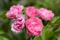 Pink Grootendorst